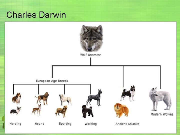 Charles Darwin 