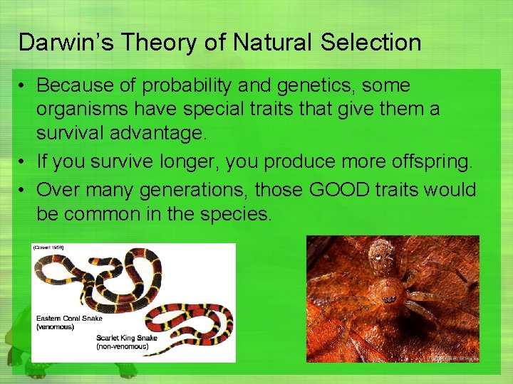 Darwin’s Theory of Natural Selection • Because of probability and genetics, some organisms have