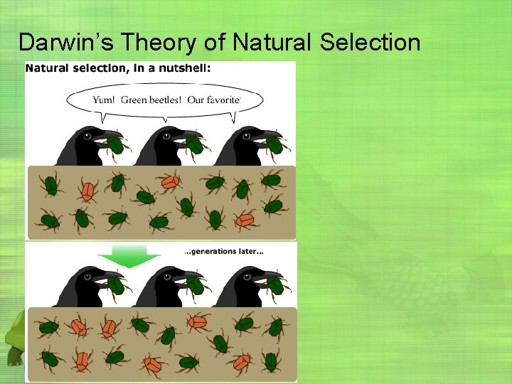 Darwin’s Theory of Natural Selection 