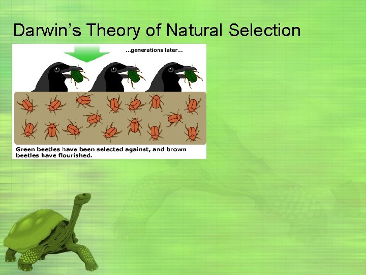 Darwin’s Theory of Natural Selection 