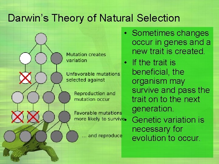 Darwin’s Theory of Natural Selection • Sometimes changes occur in genes and a new