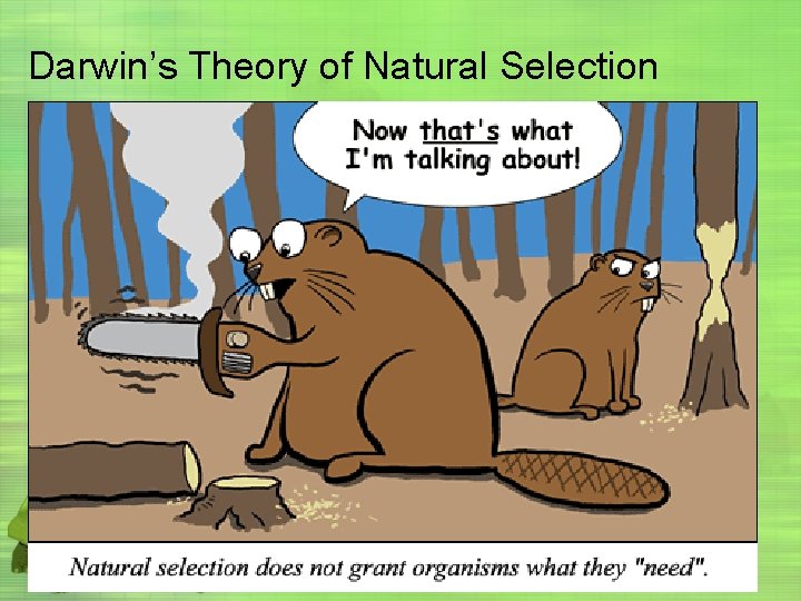 Darwin’s Theory of Natural Selection 