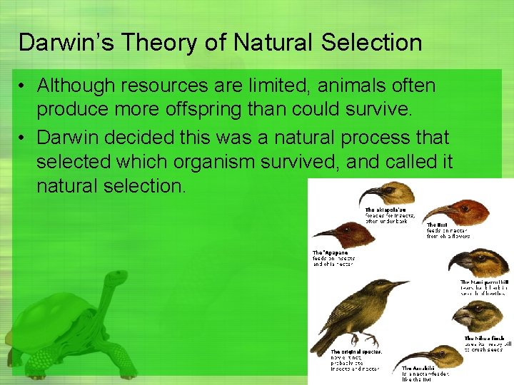 Darwin’s Theory of Natural Selection • Although resources are limited, animals often produce more