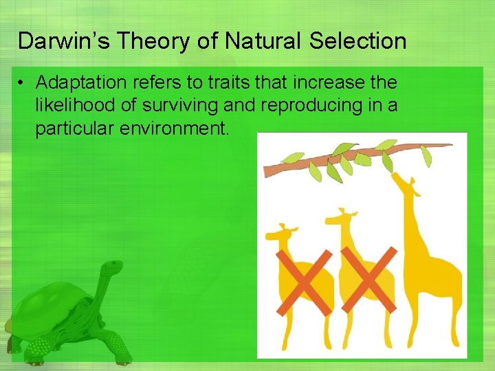 Darwin’s Theory of Natural Selection • Adaptation refers to traits that increase the likelihood