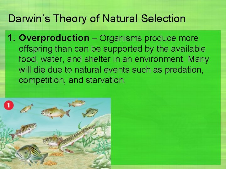 Darwin’s Theory of Natural Selection 1. Overproduction – Organisms produce more offspring than can