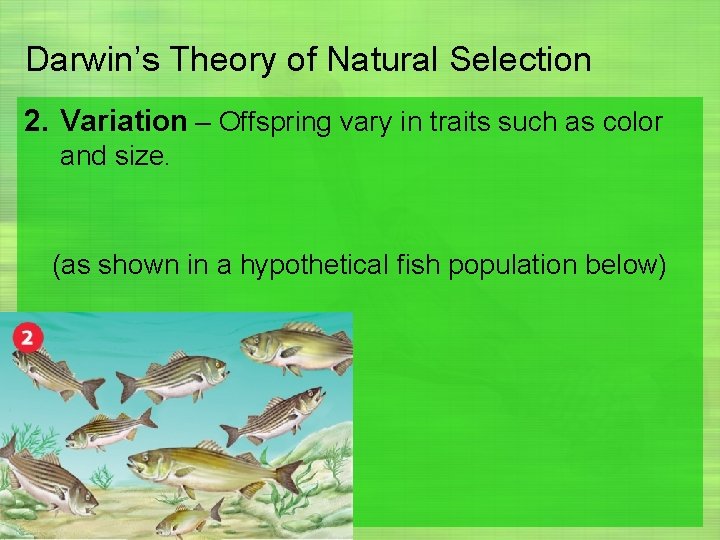 Darwin’s Theory of Natural Selection 2. Variation – Offspring vary in traits such as