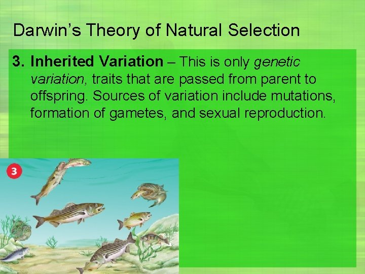 Darwin’s Theory of Natural Selection 3. Inherited Variation – This is only genetic variation,