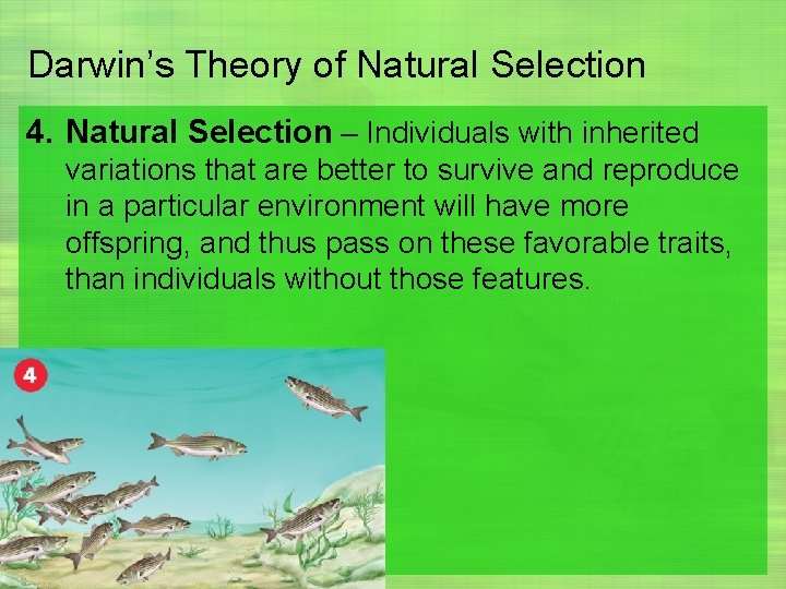 Darwin’s Theory of Natural Selection 4. Natural Selection – Individuals with inherited variations that
