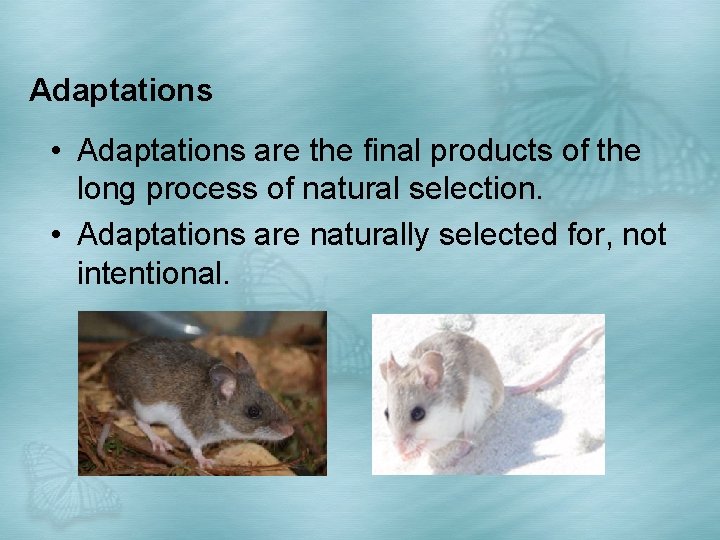 Adaptations • Adaptations are the final products of the long process of natural selection.