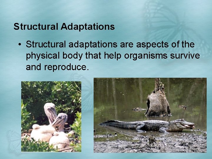 Structural Adaptations • Structural adaptations are aspects of the physical body that help organisms