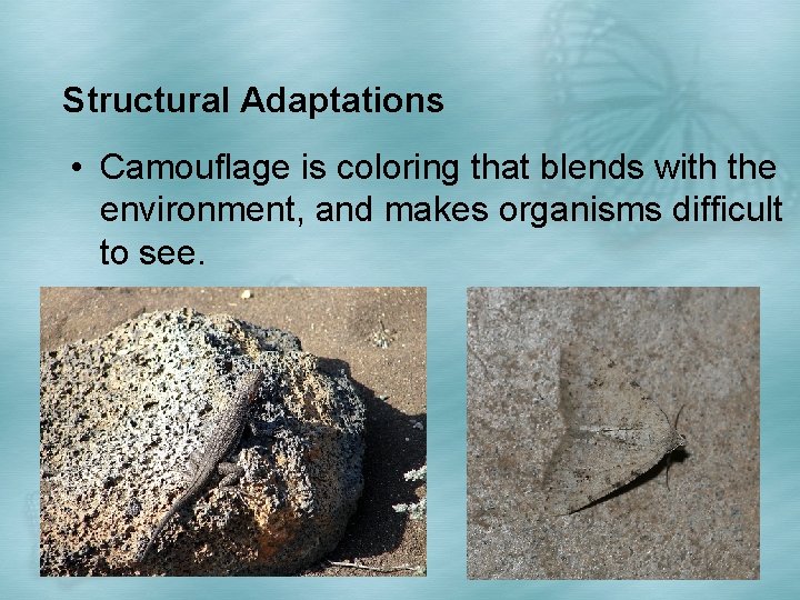 Structural Adaptations • Camouflage is coloring that blends with the environment, and makes organisms