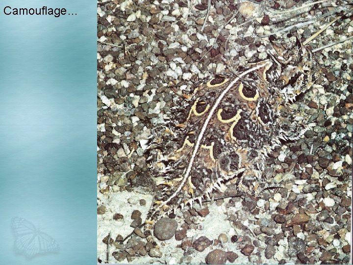 Camouflage… 