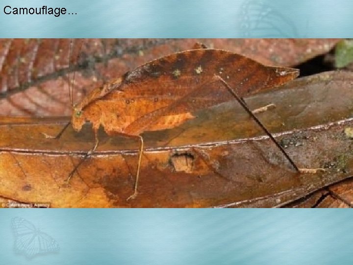 Camouflage… 