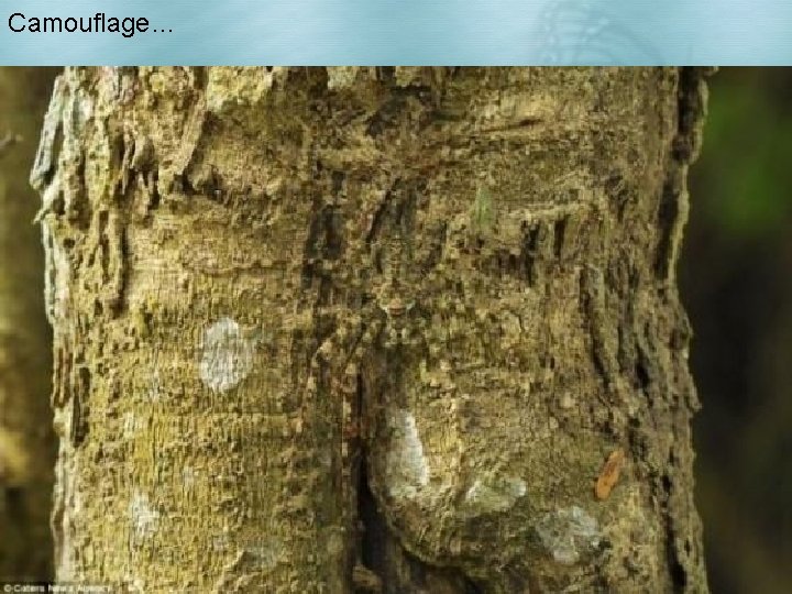 Camouflage… 