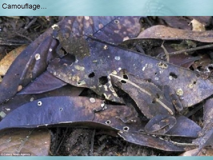 Camouflage… 