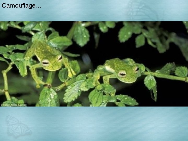 Camouflage… 
