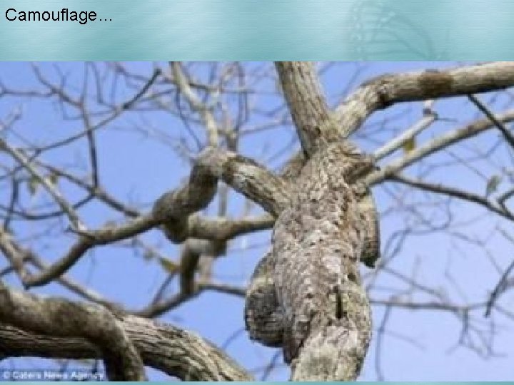 Camouflage… 