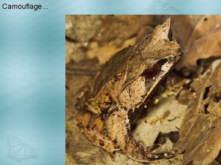 Camouflage… 