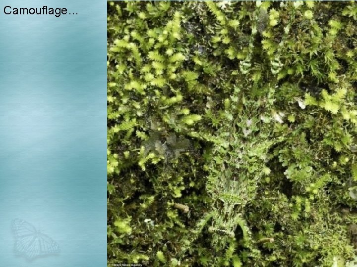 Camouflage… 
