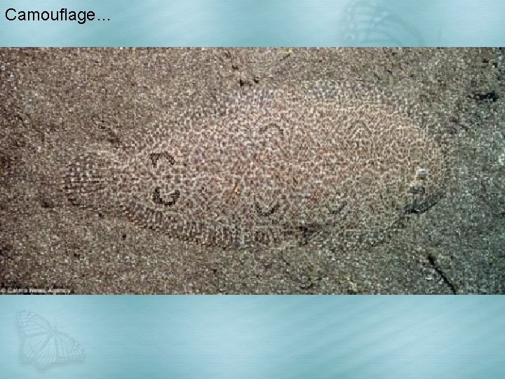 Camouflage… 