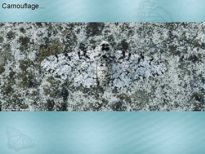 Camouflage… 