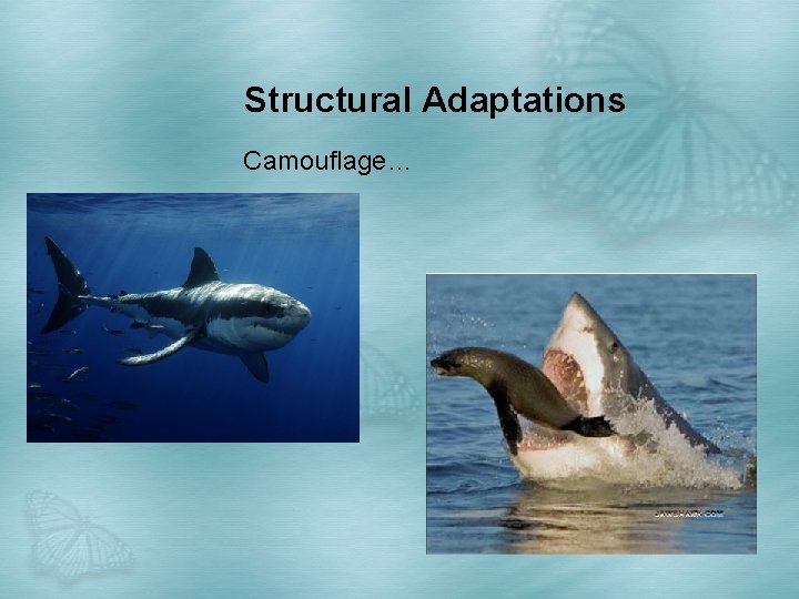 Structural Adaptations Camouflage… 