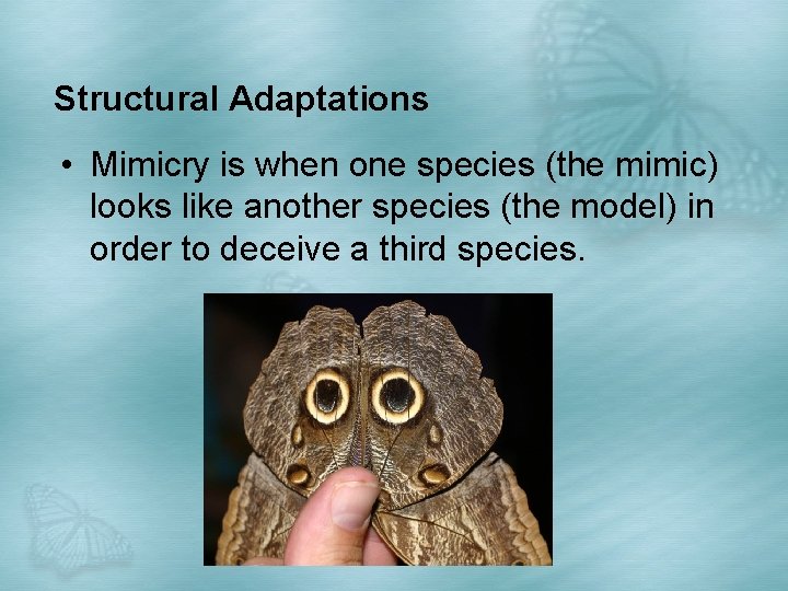 Structural Adaptations • Mimicry is when one species (the mimic) looks like another species