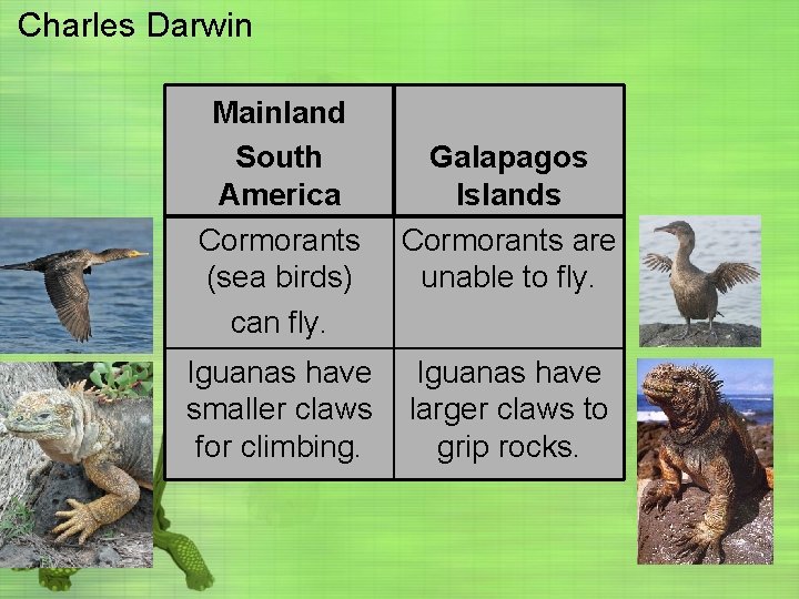 Charles Darwin Mainland South America Cormorants (sea birds) can fly. Galapagos Islands Cormorants are
