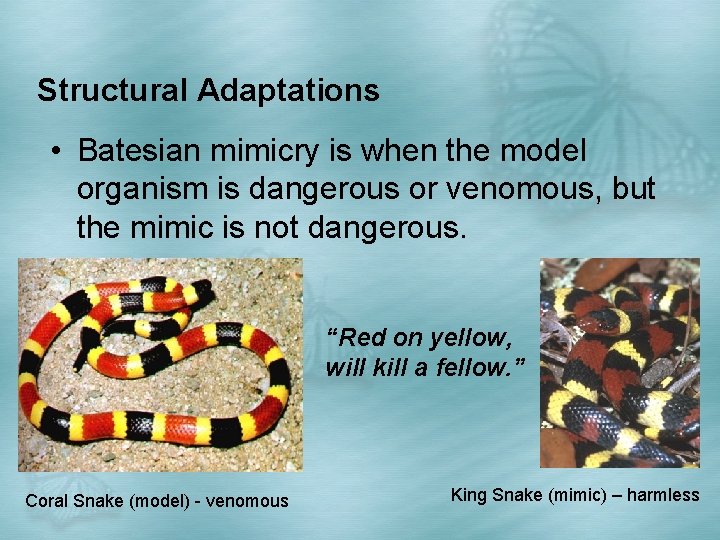 Structural Adaptations • Batesian mimicry is when the model organism is dangerous or venomous,