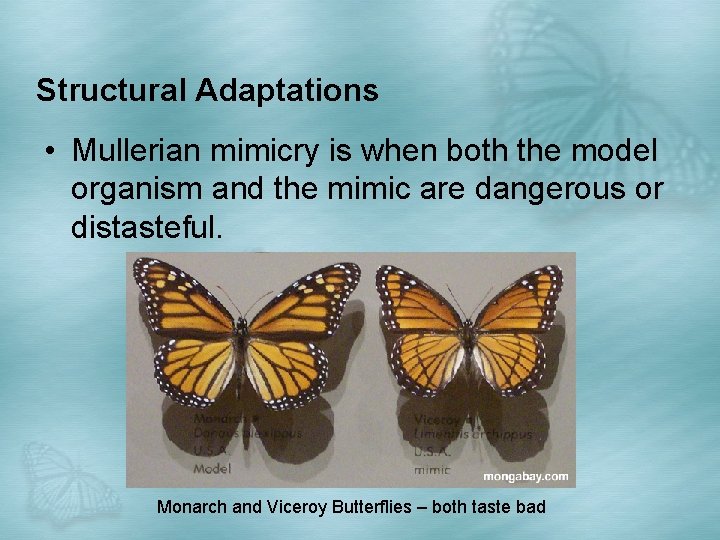 Structural Adaptations • Mullerian mimicry is when both the model organism and the mimic