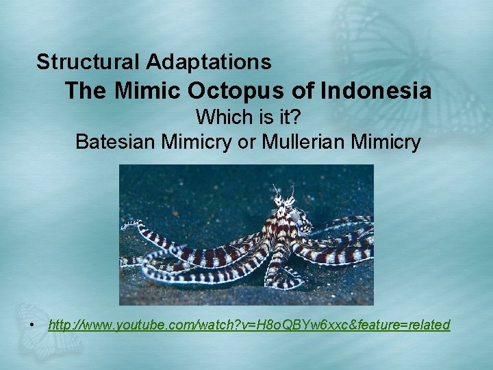Structural Adaptations The Mimic Octopus of Indonesia Which is it? Batesian Mimicry or Mullerian