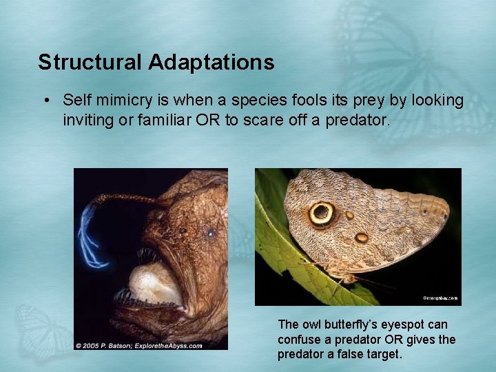 Structural Adaptations • Self mimicry is when a species fools its prey by looking