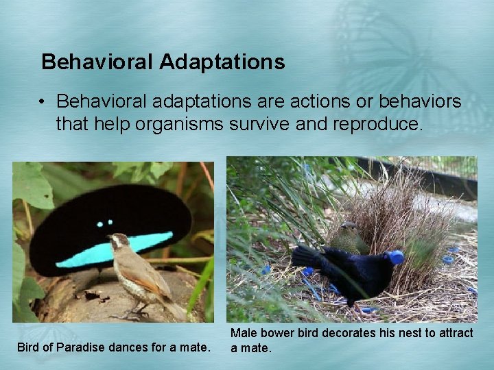 Behavioral Adaptations • Behavioral adaptations are actions or behaviors that help organisms survive and