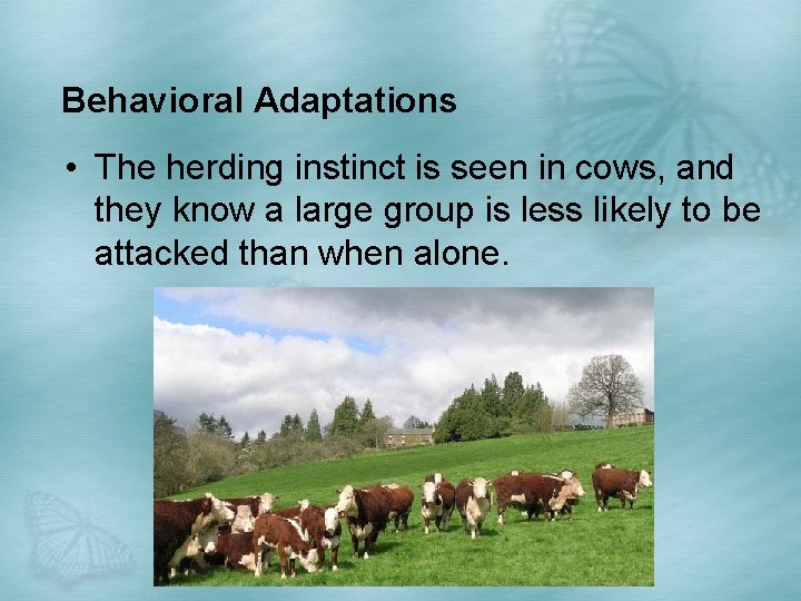 Behavioral Adaptations • The herding instinct is seen in cows, and they know a