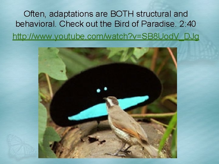 Often, adaptations are BOTH structural and behavioral. Check out the Bird of Paradise. 2: