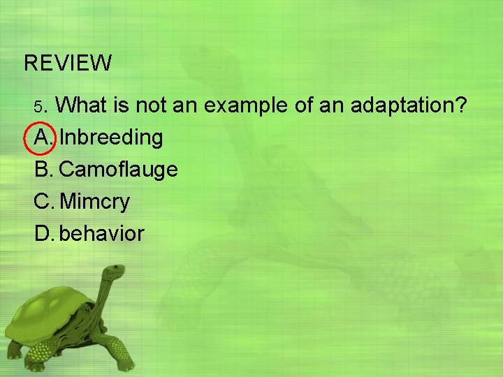 REVIEW 5. What is not an example of an adaptation? A. Inbreeding B. Camoflauge