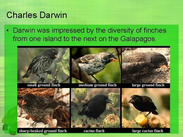 Charles Darwin • Darwin was impressed by the diversity of finches from one island