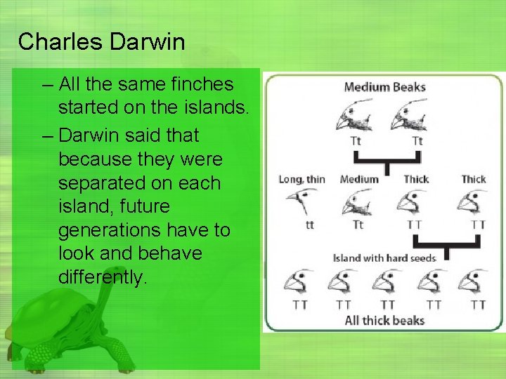 Charles Darwin – All the same finches started on the islands. – Darwin said