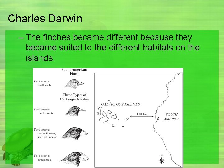 Charles Darwin – The finches became different because they became suited to the different