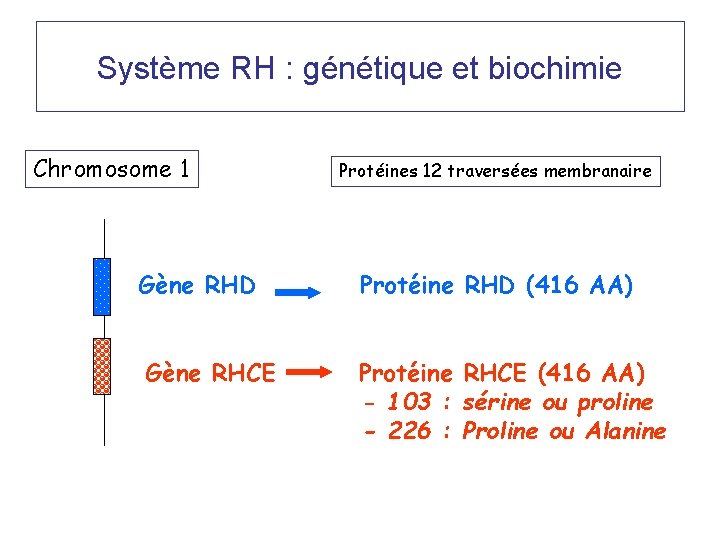 Système RH : génétique et biochimie Chromosome 1 Gène RHD Gène RHCE Protéines 12