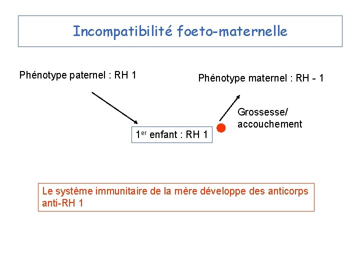 Incompatibilité foeto-maternelle Phénotype paternel : RH 1 Phénotype maternel : RH - 1 1