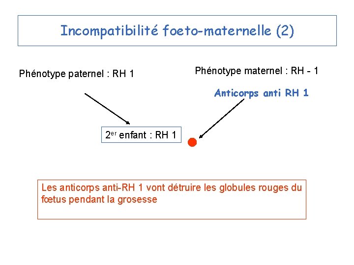 Incompatibilité foeto-maternelle (2) Phénotype paternel : RH 1 Phénotype maternel : RH - 1