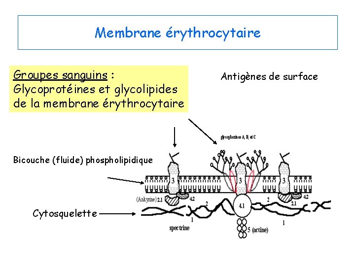 Membrane érythrocytaire Groupes sanguins : Glycoprotéines et glycolipides de la membrane érythrocytaire Bicouche (fluide)