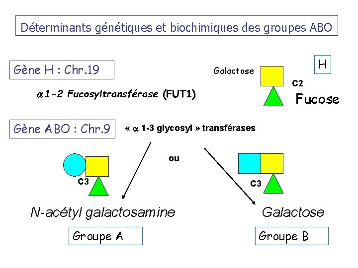Déterminants génétiques et biochimiques des groupes ABO Gène H : Chr. 19 H Galactose