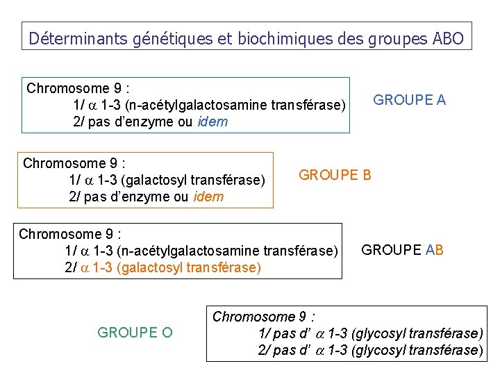 Déterminants génétiques et biochimiques des groupes ABO Chromosome 9 : 1/ a 1 -3