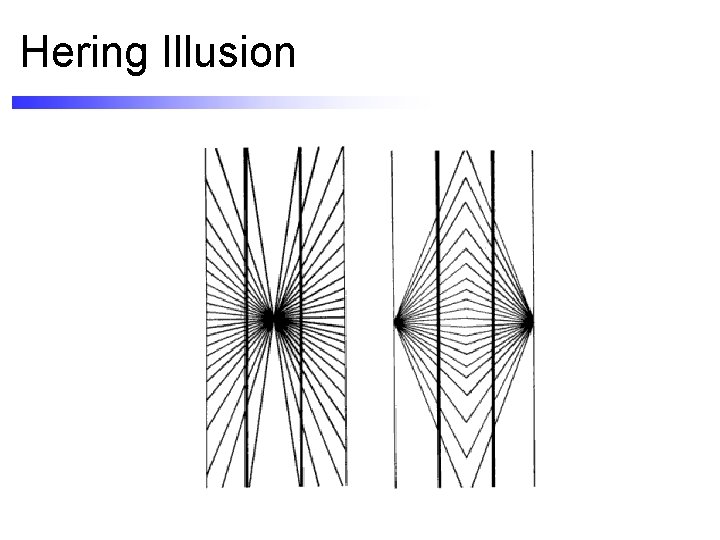Hering Illusion 