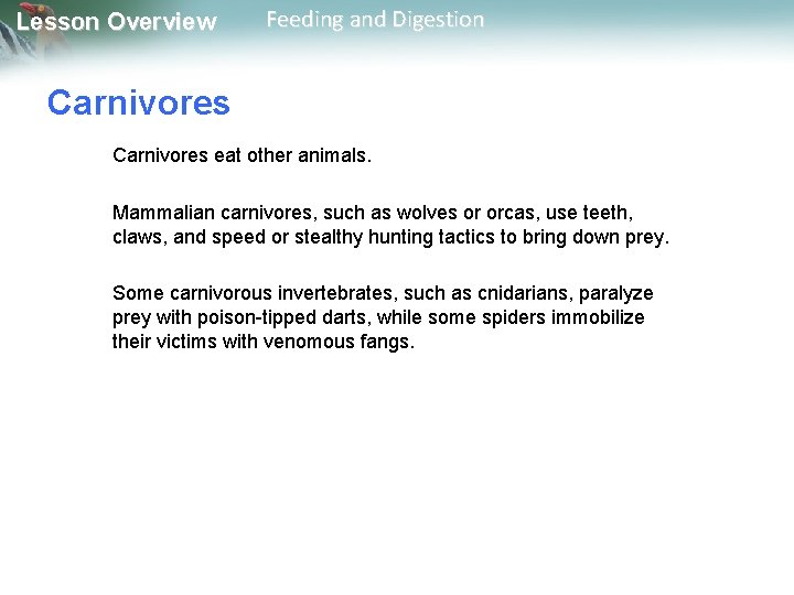 Lesson Overview Feeding and Digestion Carnivores eat other animals. Mammalian carnivores, such as wolves