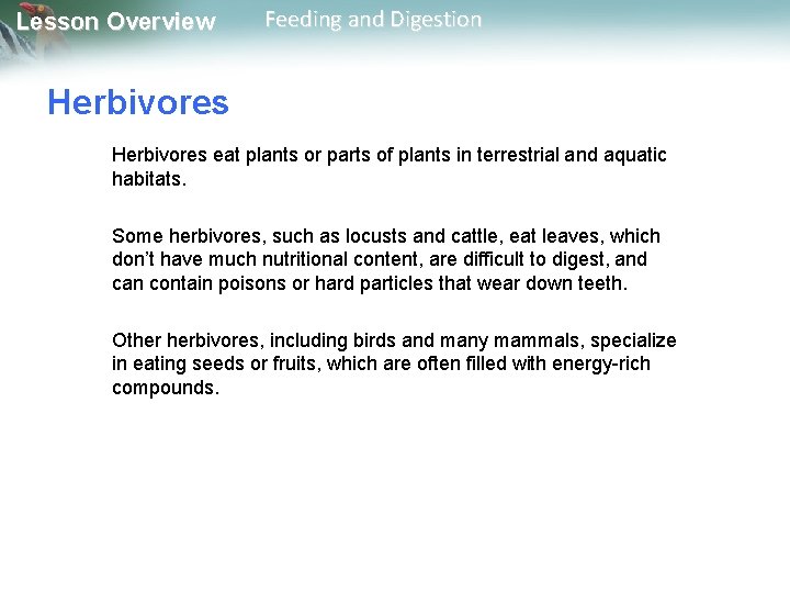 Lesson Overview Feeding and Digestion Herbivores eat plants or parts of plants in terrestrial