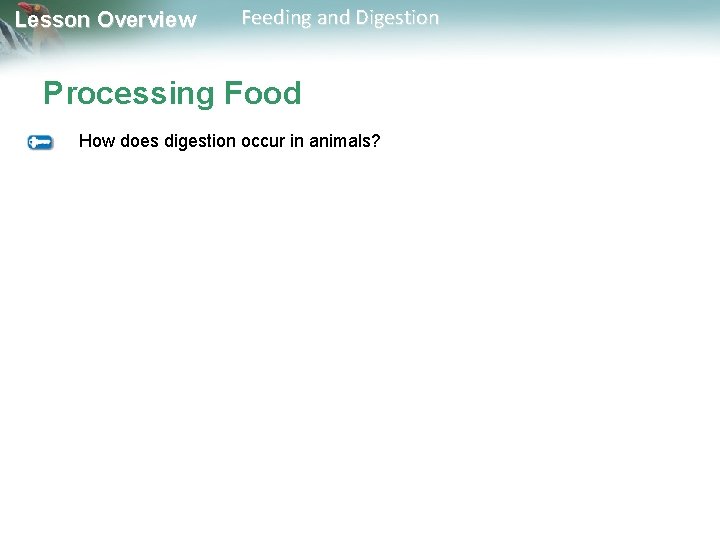 Lesson Overview Feeding and Digestion Processing Food How does digestion occur in animals? 