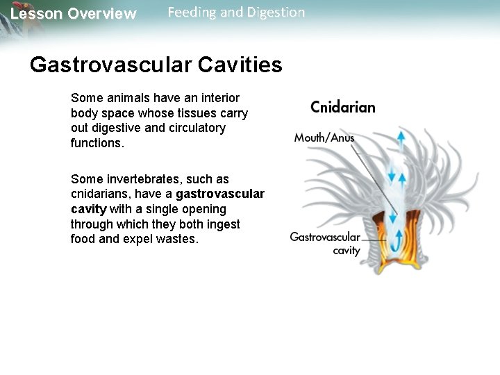 Lesson Overview Feeding and Digestion Gastrovascular Cavities Some animals have an interior body space